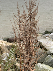Solidago elongata