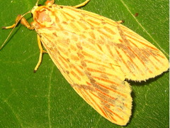 Barsine striata