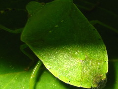 Nezara antennata