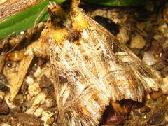 Callopistria repleta