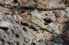 Agama armata
