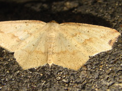 Pareclipsis gracilis