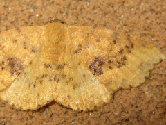 Hyposada brunnea
