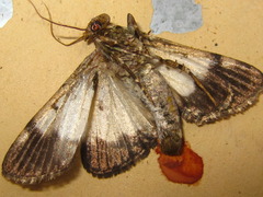 Termioptycha