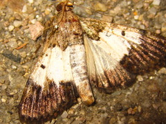 Termioptycha