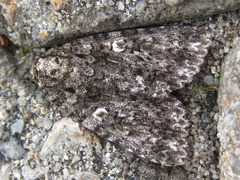 Acronicta rumicis