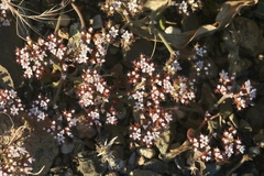 Chorizanthe breweri