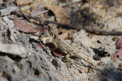 Agama armata
