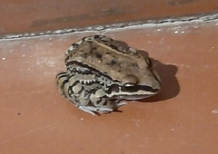 Leptodactylus mystacinus