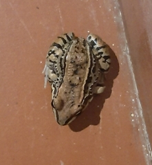 Leptodactylus mystacinus