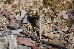 Agama armata