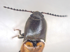 Ampedus occidentalis