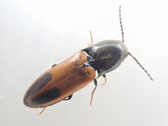 Ampedus occidentalis