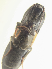 Ampedus occidentalis
