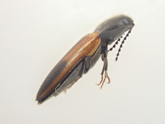Ampedus occidentalis