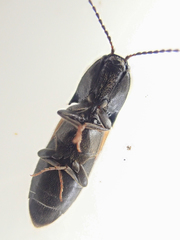 Ampedus occidentalis