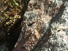 Tillandsia capillaris