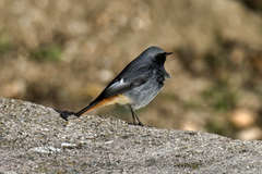Phoenicurus ochruros