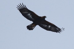 Aquila chrysaetos kamtschatica