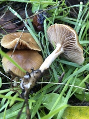 Meottomyces