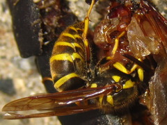 Vespula koreensis