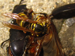 Vespula koreensis