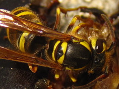 Vespula koreensis