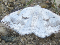 Lomographa temerata