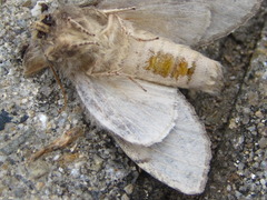 Peridea lativitta