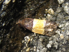 Epinotia bicolor
