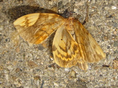 Gandaritis fixseni