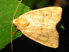 Cosmia trapezina