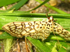 Haritalodes derogata