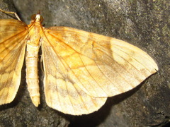 Gandaritis fixseni
