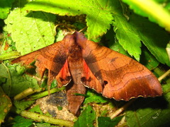 Marumba gaschkewitschii