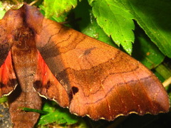 Marumba gaschkewitschii