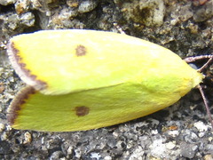 Earias pudicana
