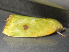 Earias pudicana