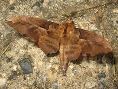 Phyllosphingia dissimilis