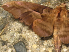 Phyllosphingia dissimilis