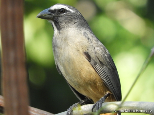 Cinnamon-bellied Saltator