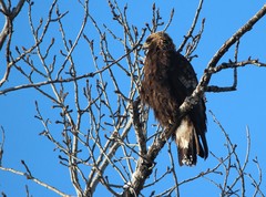 Aquila chrysaetos kamtschatica