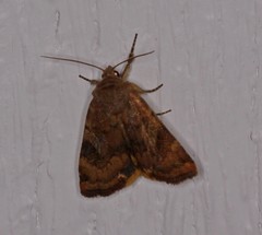 Cryptocala acadiensis