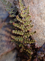 Myriopteris covillei