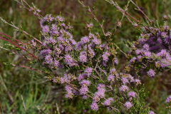 Kunzea parvifolia
