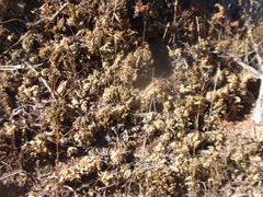 Selaginella lepidophylla