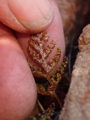 Myriopteris covillei