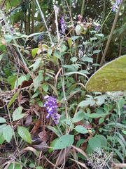 Salvia mocinoi
