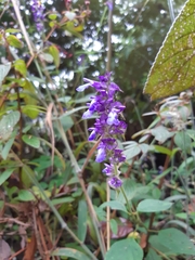 Salvia mocinoi