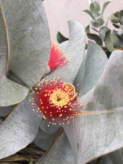 Eucalyptus macrocarpa